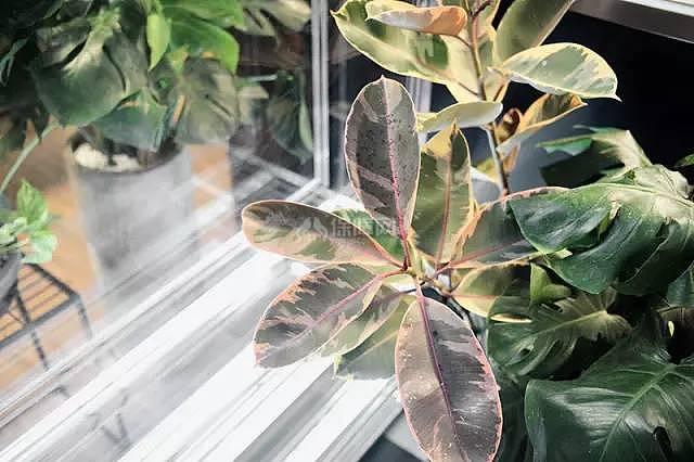 室内植物搭配指南