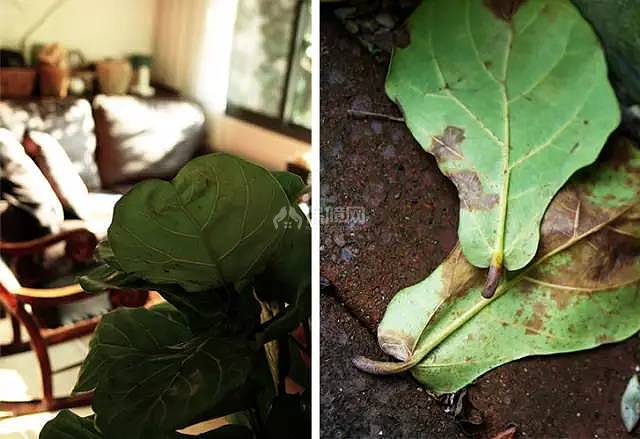 室内植物搭配指南
