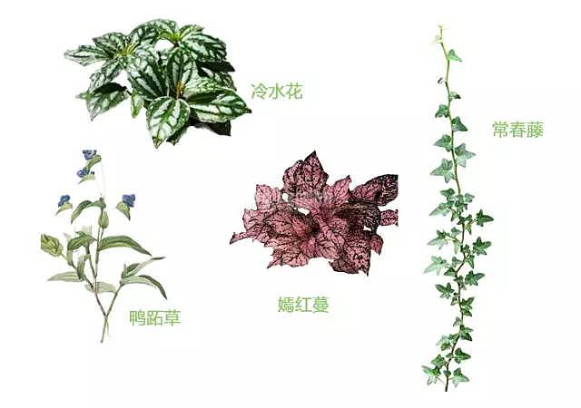 室内植物搭配指南