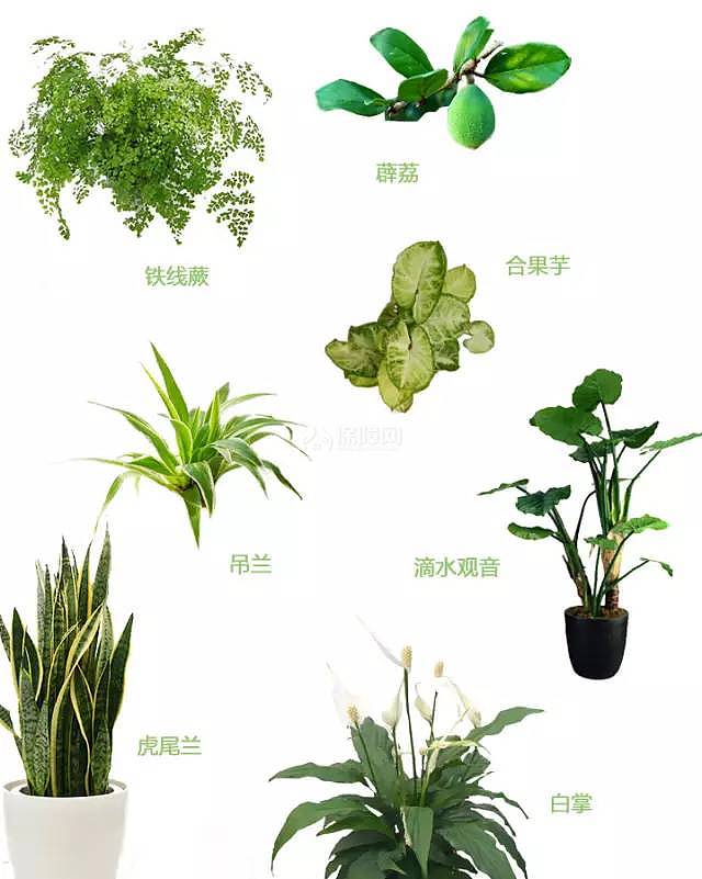 室内植物搭配指南