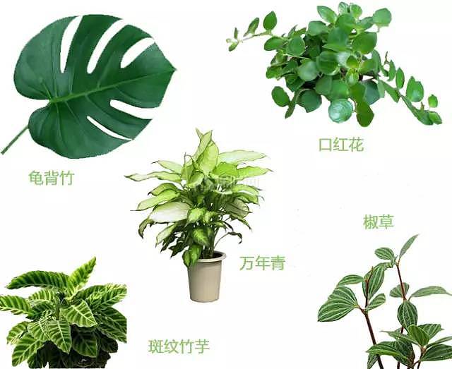 室内植物搭配指南