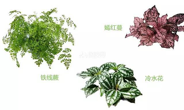 室内植物搭配指南