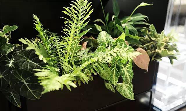 室内植物搭配指南