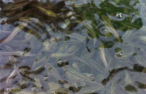 其次,用洄水喂养鱼苗也是很常见的做法,洄水就是富含草履虫或轮虫的水