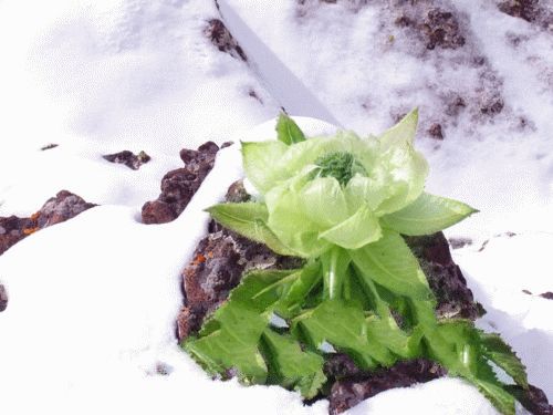 生活小常识:雪莲花的功效与作用 雪莲花不同的吃法