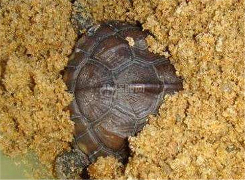 【图】乌龟冬眠一般是多久 乌龟冬眠怎么养