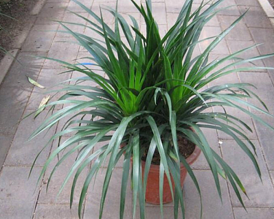 客厅适合摆放什么植物 哪些植物可以招财旺风水