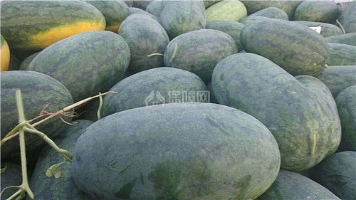 【图】黑美人西瓜有毒吗 如何挑选黑美人西瓜
