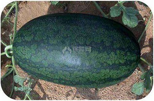 【图】黑美人西瓜有毒吗 如何挑选黑美人西瓜