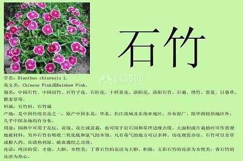 石竹花