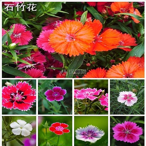 石竹花