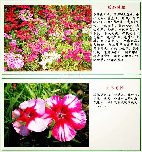 石竹花