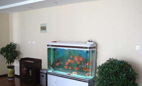 客厅里的鱼缸怎样选择和布置