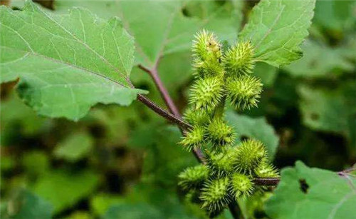 学装修 家居生活 生活小常识 正文      苍耳又叫卷耳,是属草本植物