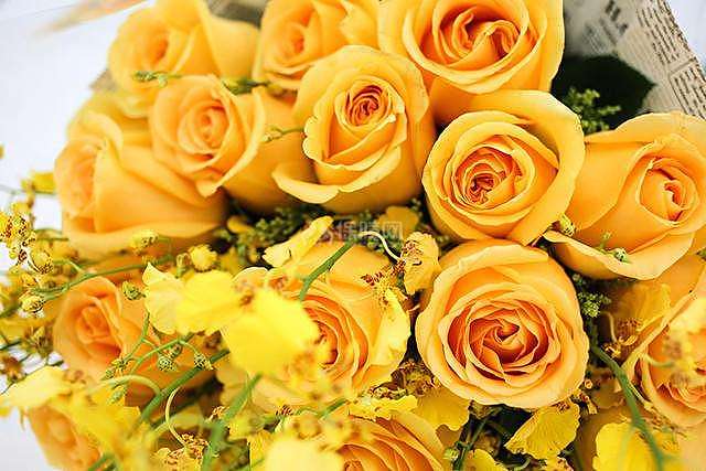 【图】黄玫瑰的寓意 黄玫瑰和什么花搭配送人比较好