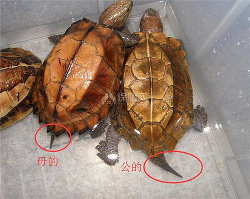 【图】巴西龟怎么分公母 4张图让你轻松分清公