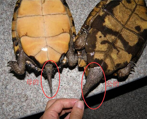 【图】巴西龟怎么分公母 4张图让你轻松分清公