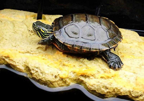 【图】宠物龟的种类介绍 宠物龟吃什么长得快