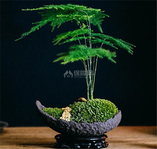文竹绿植摆件