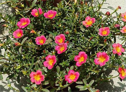 太阳花