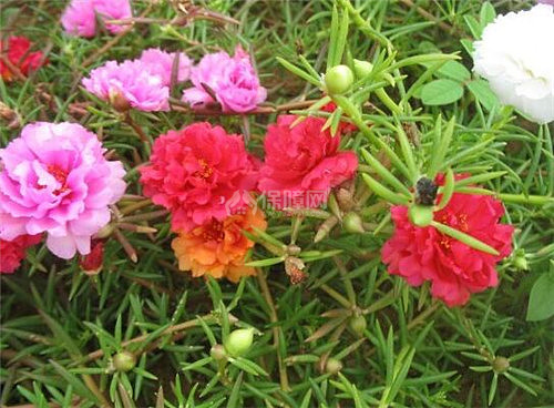 太阳花