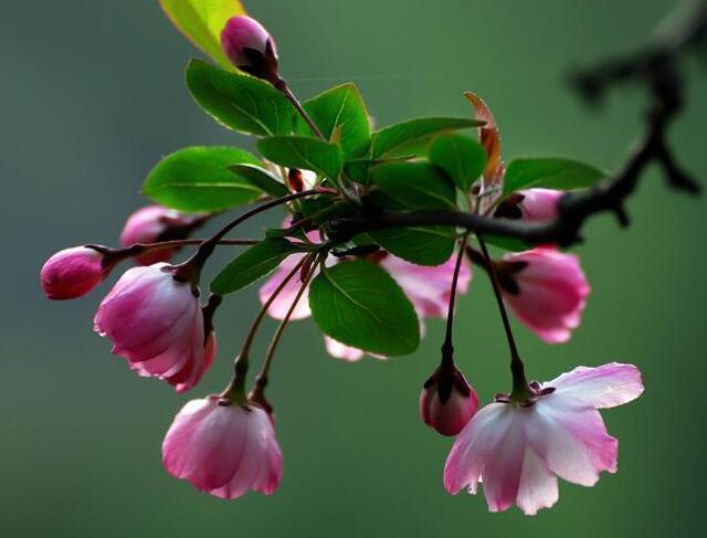 海棠花种类有哪些 海棠花花语你了解多少呢