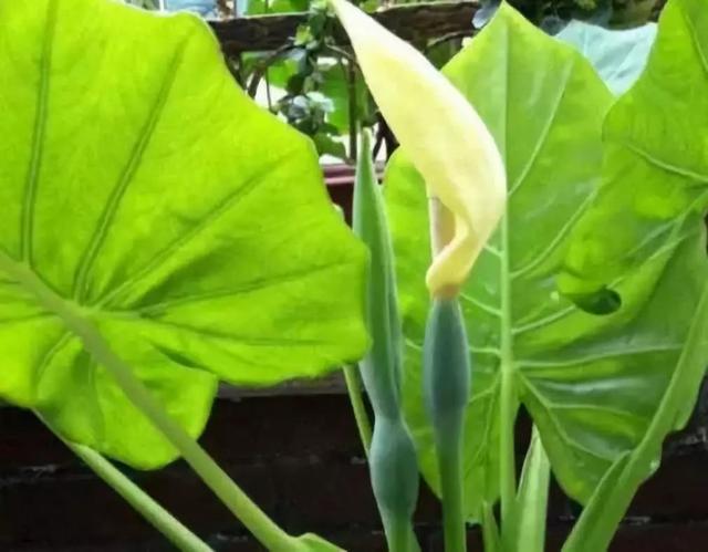 有毒的植物及图片 这10种切勿摆放在室内