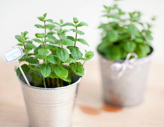 5种适合冬季种植的花卉 净化室内浊气改善家居环境