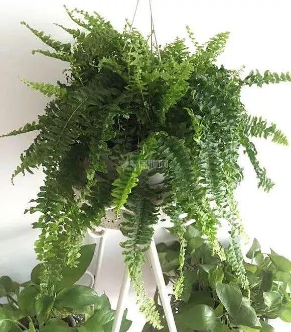 5种适合冬季种植的花卉 净化室内浊气改善家居环境