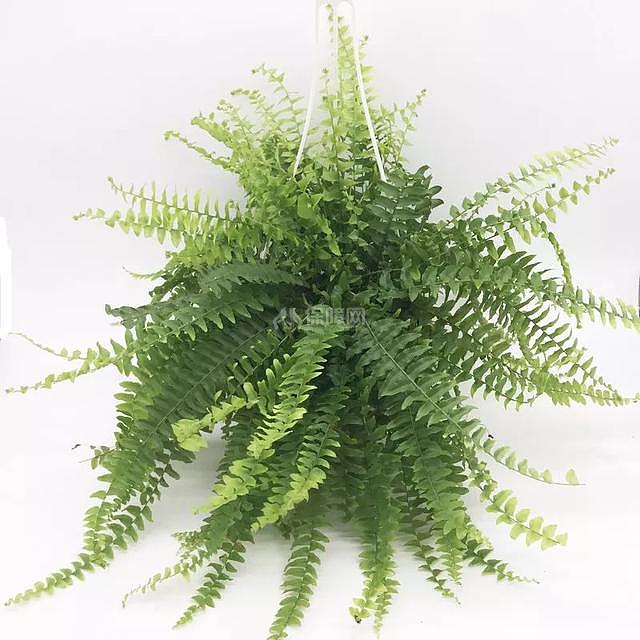5种适合冬季种植的花卉 净化室内浊气改善家居环境