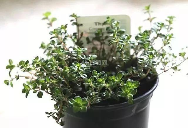 5种适合冬季种植的花卉 净化室内浊气改善家居环境