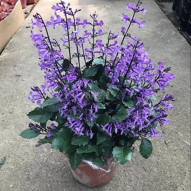 5种适合冬季种植的花卉 净化室内浊气改善家居环境