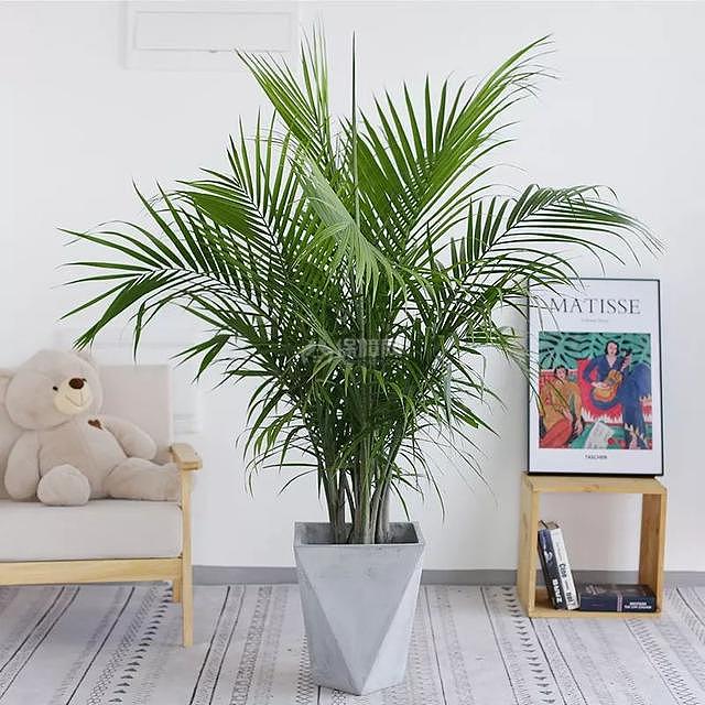5种适合冬季种植的花卉 净化室内浊气改善家居环境