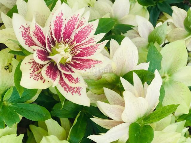 冬季开花的室内花卉
