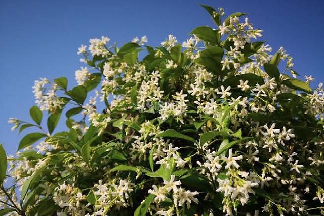 冬季开花的室内花卉