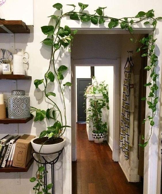 室内绿植摆放图片 让家更有意境的4个地方