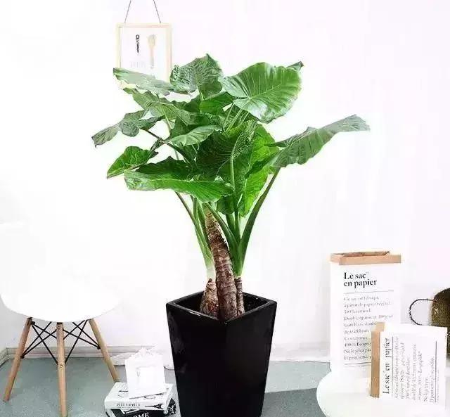 好养活的花卉植物好看 201908061709449335.jpg