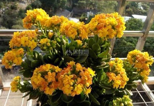 家里不知道养什么花好 这6种漂亮又好养的盆栽考虑一下