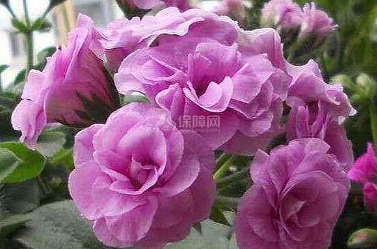 家里不知道养什么花好 这6种漂亮又好养的盆栽考虑一下