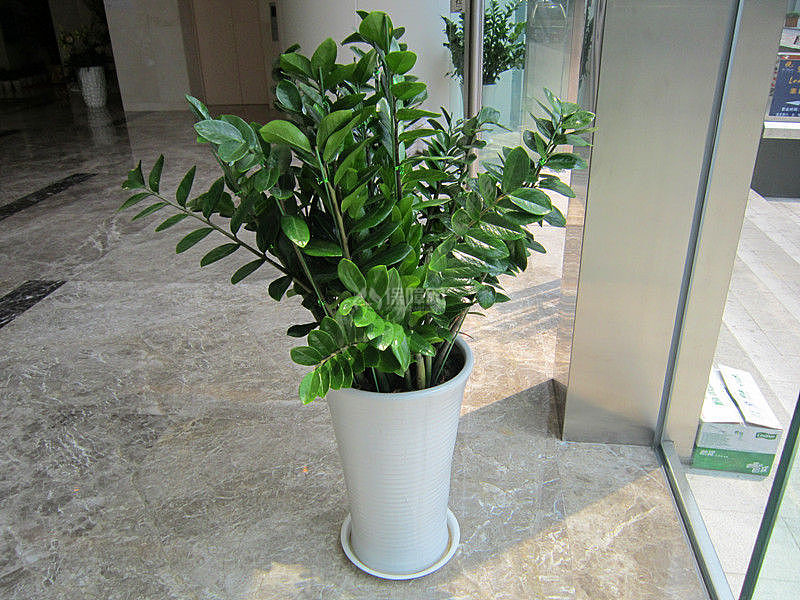客厅风水植物摆放禁忌 客厅适合摆放什么植物