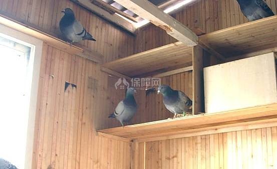 阳台鸽棚图片大全