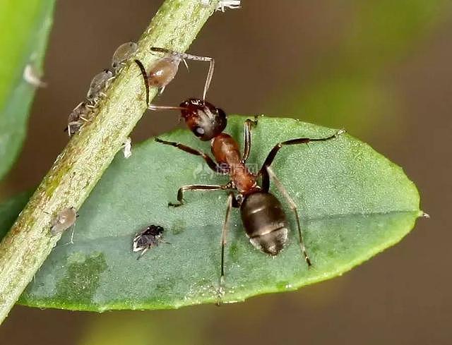 【图】柑橘皮在花园里的8个非常棒的作用