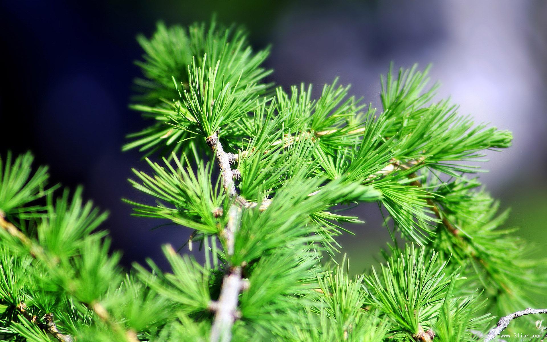 超过 200 张关于“松树林”和“森林”的免费图片 - Pixabay