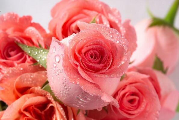 【图】粉色玫瑰代表什么 粉色玫瑰的花语