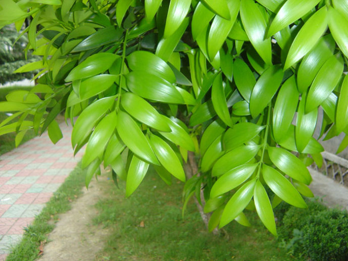 正文     竹柏是中国二级保护植物,别称椰树,罗汉柴等,为罗汉松科竹柏