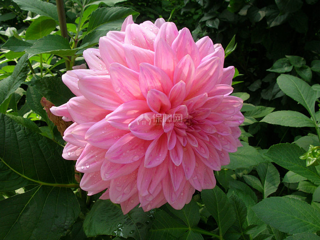 红苕花怎样种植?红苕花图片