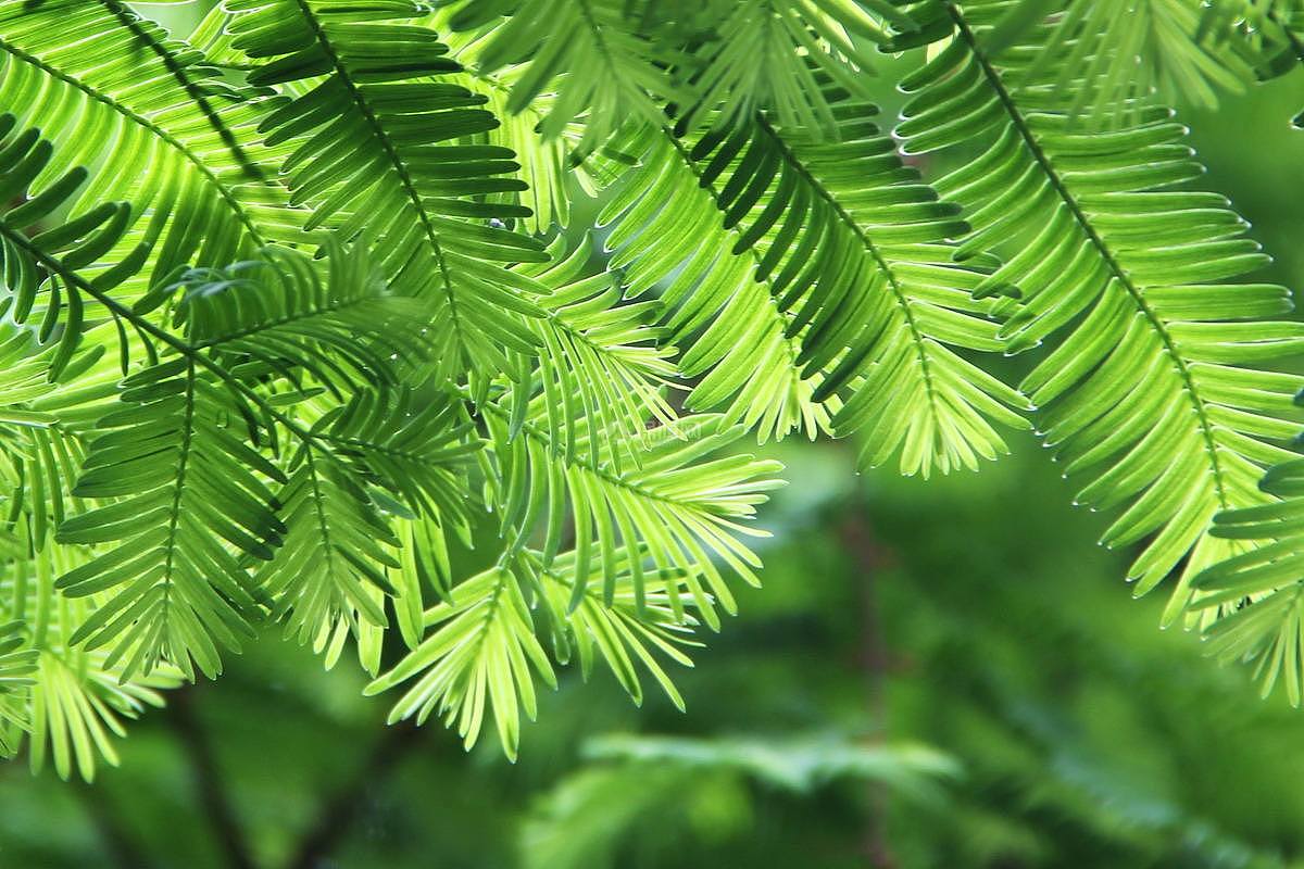 水杉是什么植物 水杉盆景怎么养殖