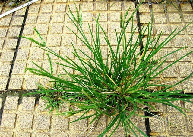 【图】牛筋草的功效与作用 牛筋草价格