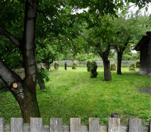 现在能种树吗有什么忌讳吗 201711141753034818.jpg