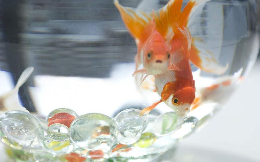 金鱼养几条风水好